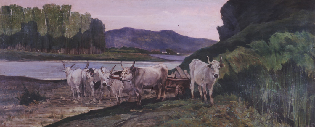 Oxen  on the banks of the Arno