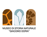 Doria and the construction of the new MuseumMuseo di Storia Naturale Giacomo Doria